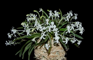 Vanda falcata Bell' Orchidea HCC/AOS 77 pts. plant